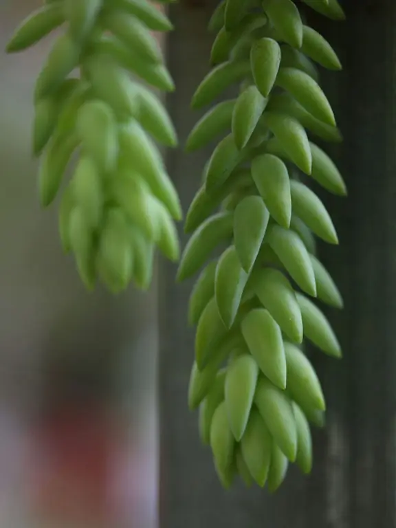 Succulente per interni a bassa luminosità – Succulente per spazi bui all'interno