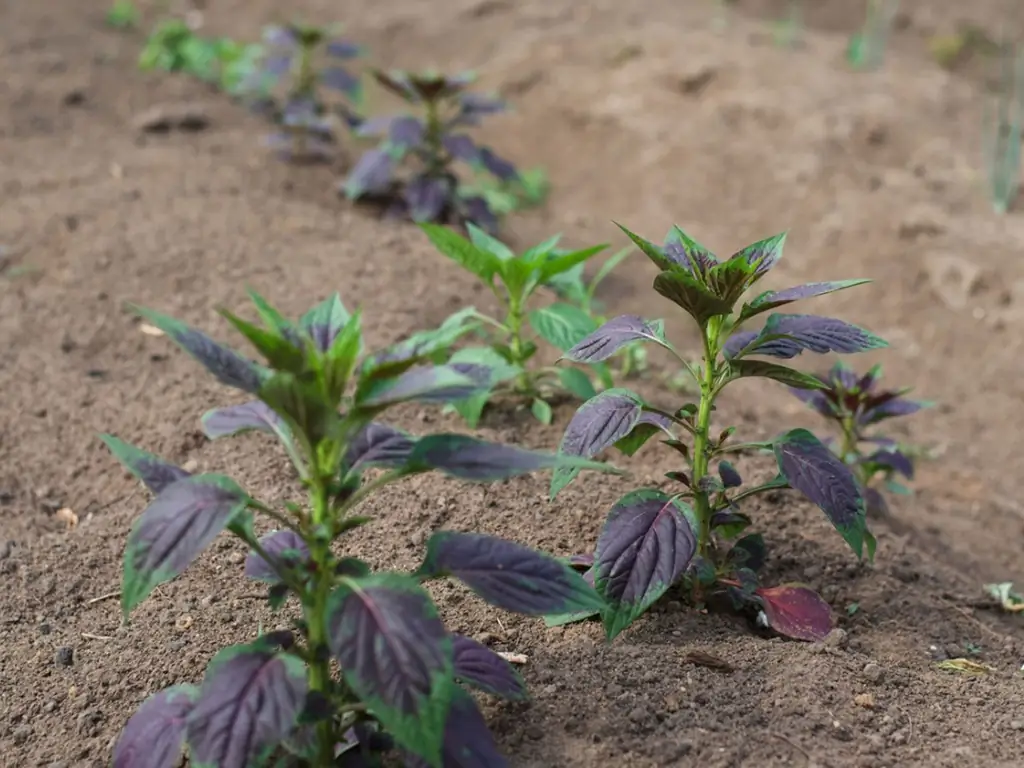 Nigeria Inspired Garden Design: Matuto Tungkol sa Mga Halaman Para sa Nigerian Gardens