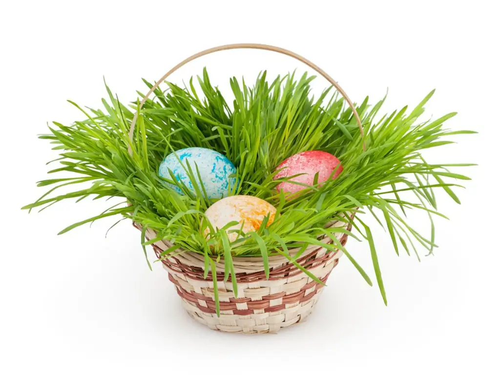 Natural Easter Grass Ideas - Yuav Ua Li Cas Loj hlob Koj Tus Kheej Easter Nyom