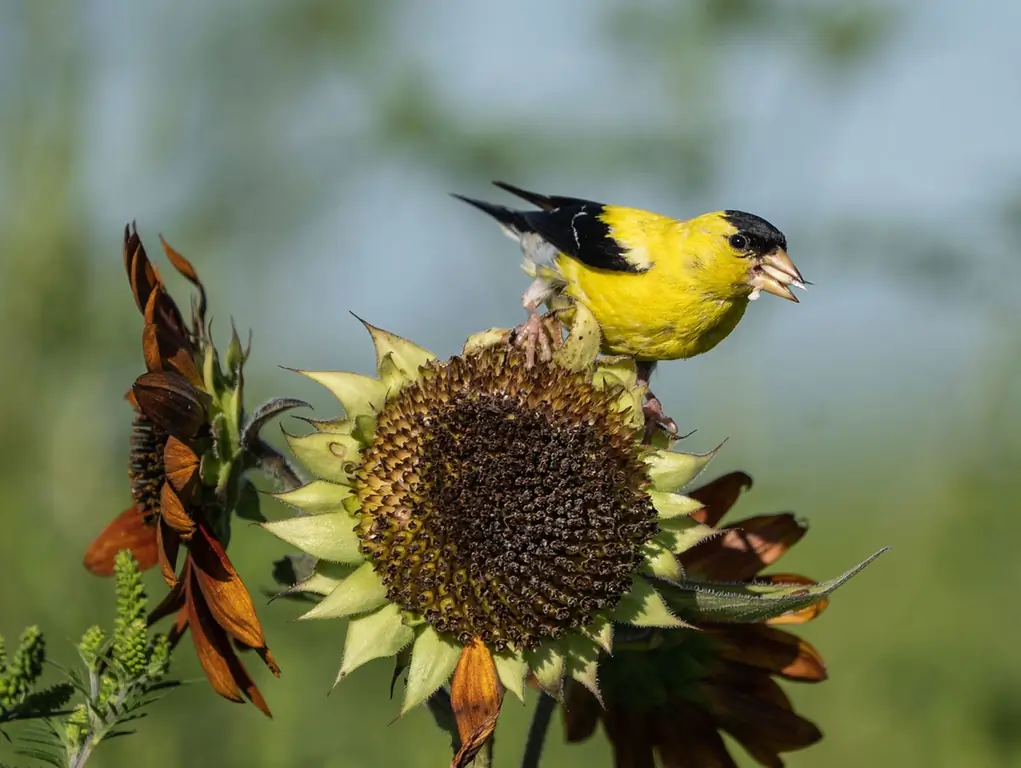 Plantas para alimentar pájaros: cómo cultivar tu propio alpiste