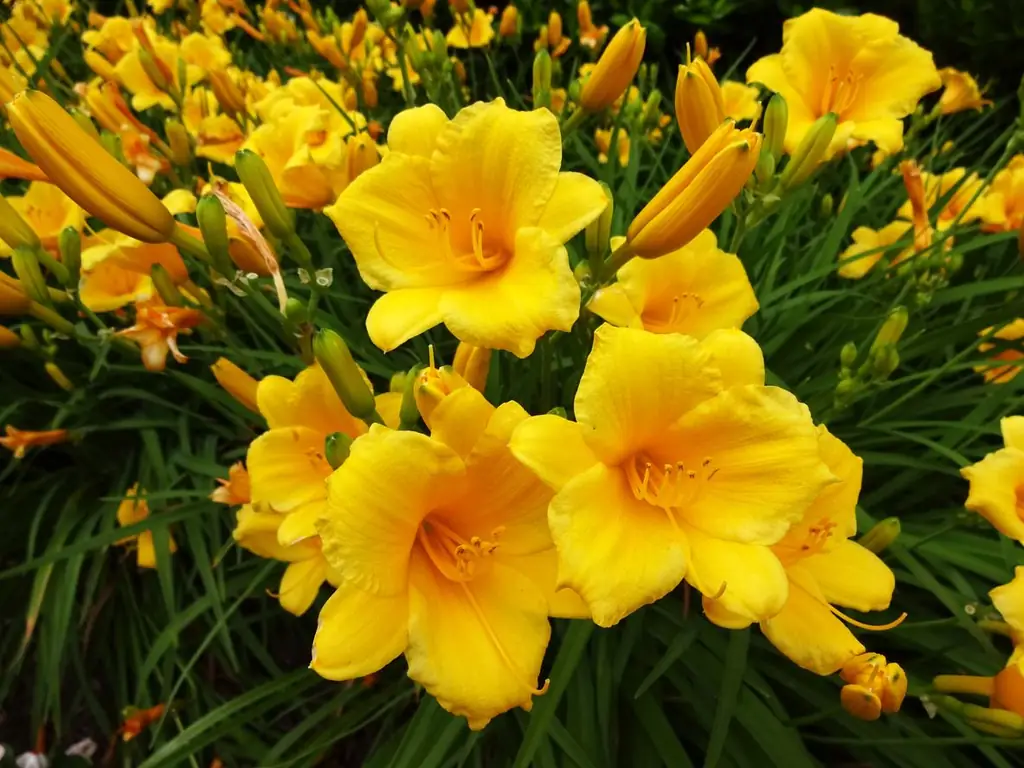 Daylily Deadheading Guide – Dowiedz się więcej o usuwaniu zużytych kwiatów liliowca