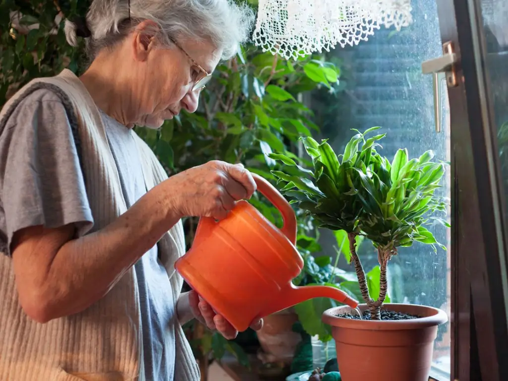 Indoor Gardening für Senioren – Zimmerpflanzen für ältere Gärtner