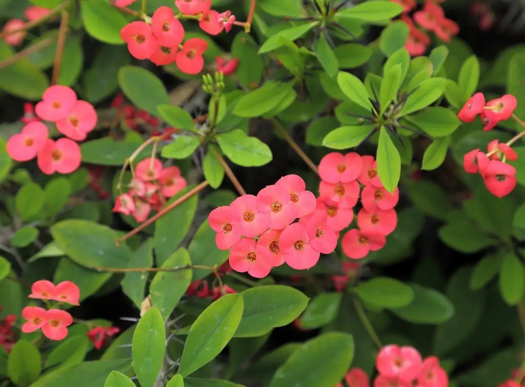 Guia de Poda da Coroa de Espinhos - Dicas para Aparar uma Planta de Coroa de Espinhos