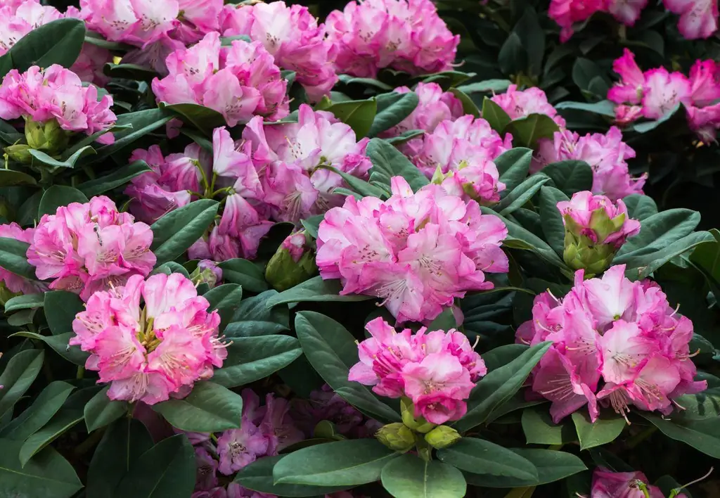 Plantas de sombra para interesse durante todo o ano - plantas de sombra perenes para jardins da zona 9