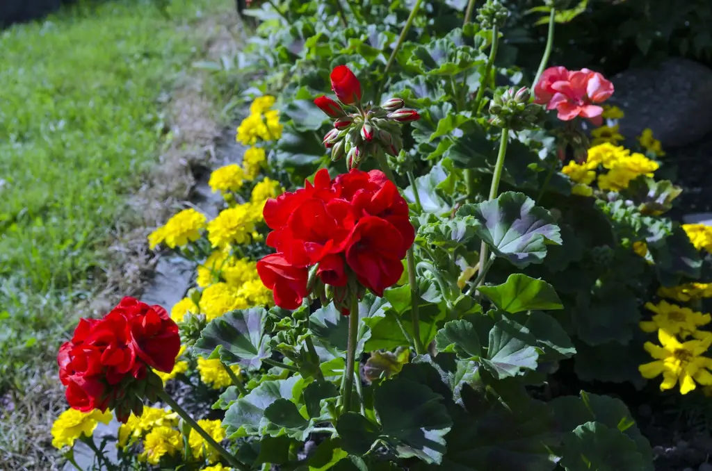 Planning med pelargonier: Hvad skal man plante med pelargonier