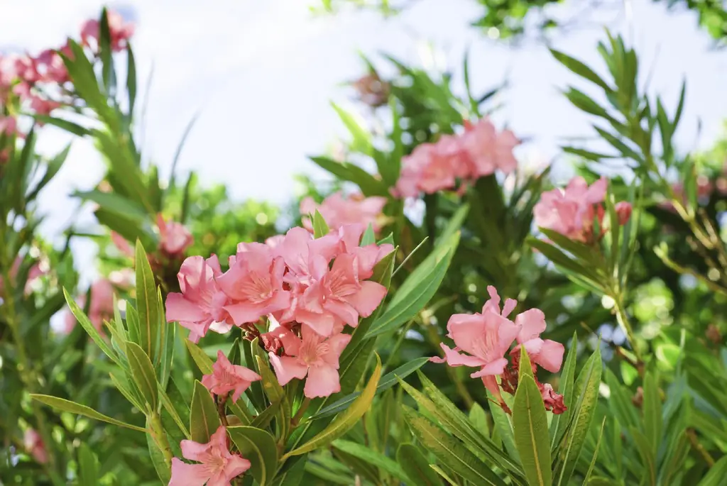 Oleanderplanten verwijderen: tips voor het verwijderen van oleanderstruiken