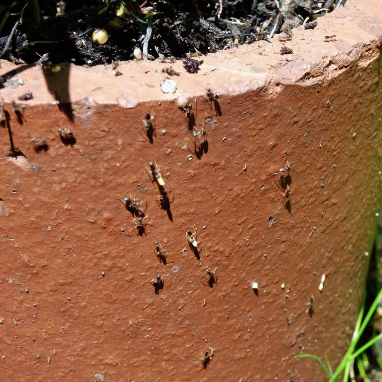 Cómo deshacerse de las hormigas en las plantas de maceta: cómo mantener las hormigas fuera de las plantas de interior