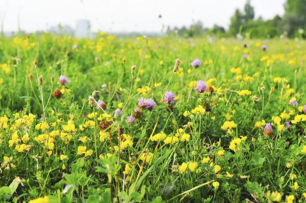 Meadow Lawn Turf - Vidokezo vya Kugeuza Lawn Kuwa Milima