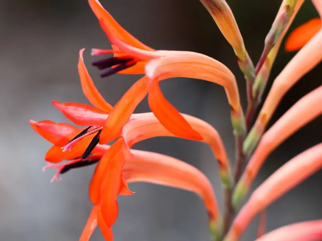 Pflege von Watsonia-Zwiebeln - Wie man die Gartenpflanze Watsonia anbaut