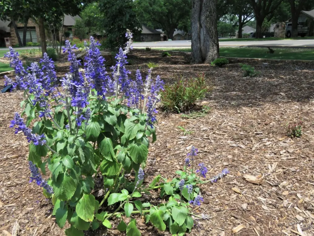 Xeriscape-ideeën voor landschapsontwerp voor kleigrond - kennis van tuinieren