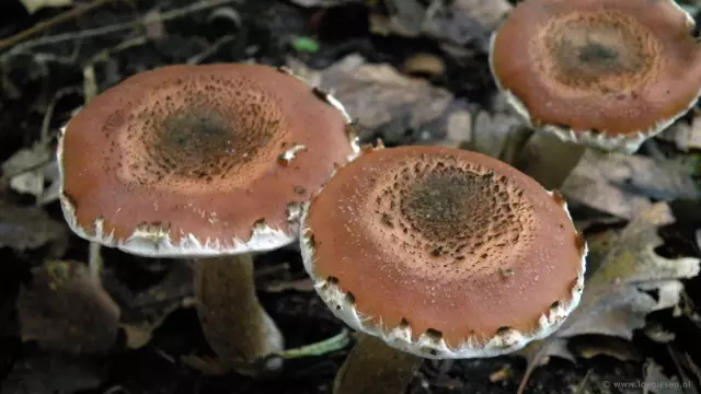 Pirniarmillaria juur ja võramädanik – mis põhjustab pirnipuudel armillaria mädanemist