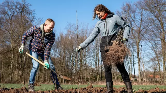 Decorazioni natalizie dal tuo cortile: crea una ghirlanda di caprifoglio