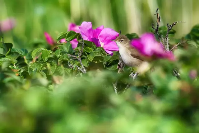 Ce este un trandafir Rugosa – Cum să crești tufe de trandafir Rugosa