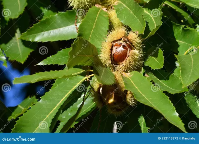 Chestnut Vine Houseplant - Como cultivar videiras de castanha Tetrastigma