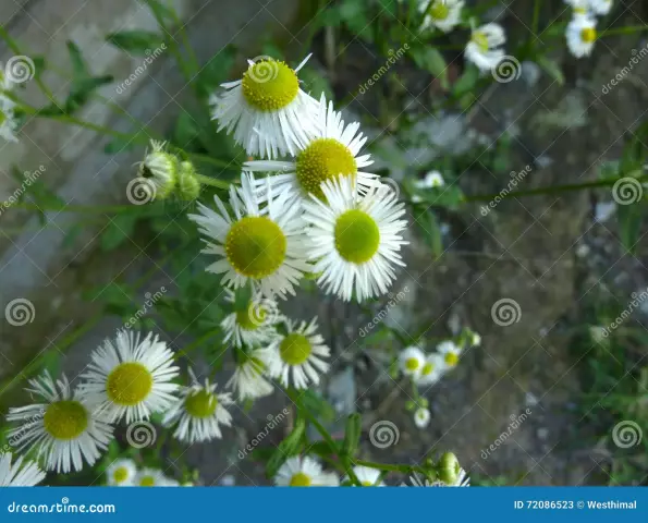 Fleabane romashka o'sishi - Fleabane yovvoyi gullariga g'amxo'rlik qilish haqida bilib oling